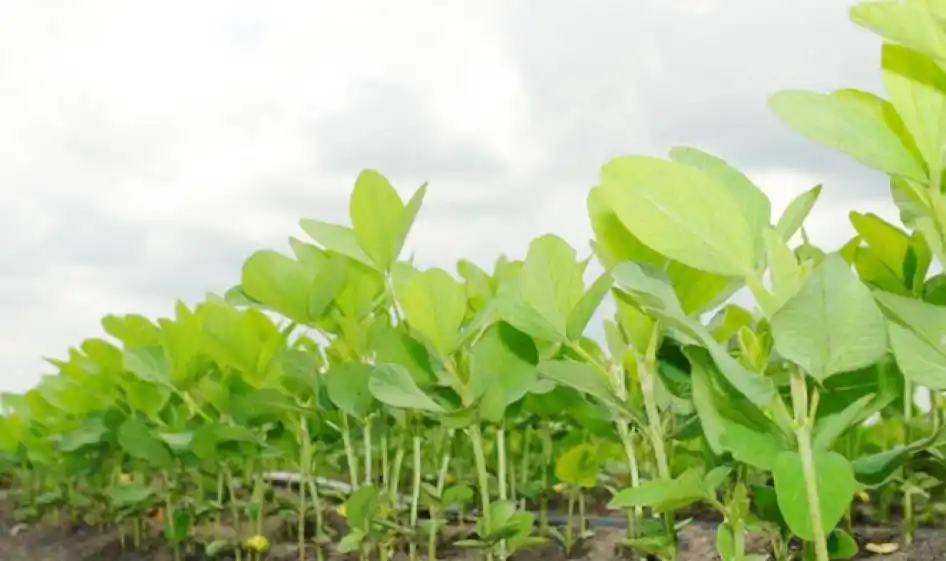 La estimación de cosecha de soja se redujo a un tercio de lo esperado