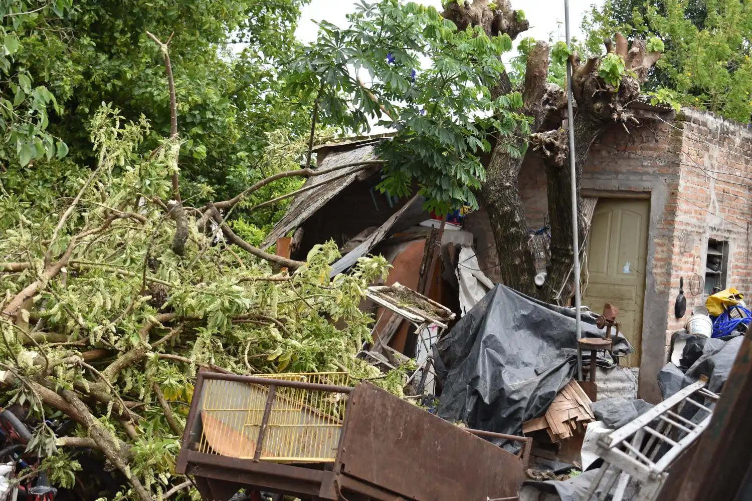 La tormenta volteó un ombú y causó la caída de un tapial