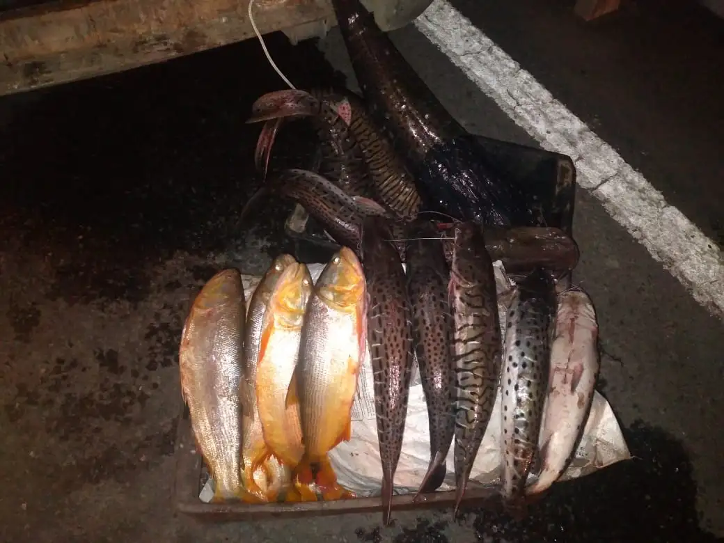 Santa Fe prohibió por un año la exportación de pescado de río
