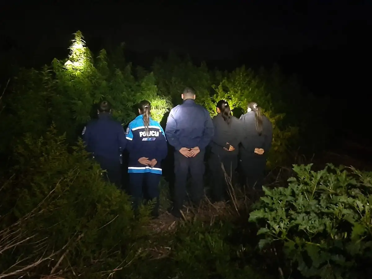La enorme plantación fe descubierta este viernes por la noche.