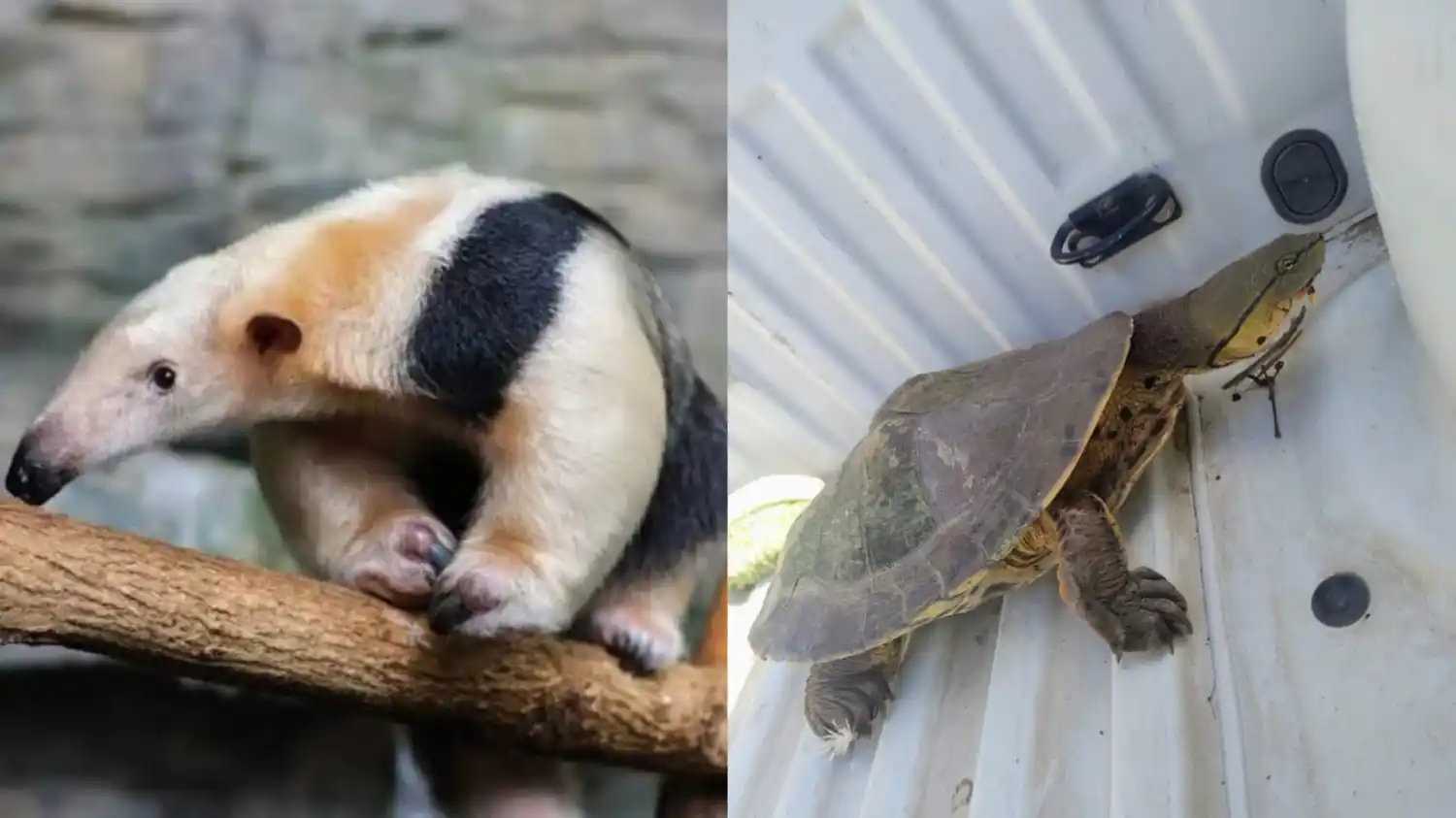 Los animales rescatados en nuestra ciudad.