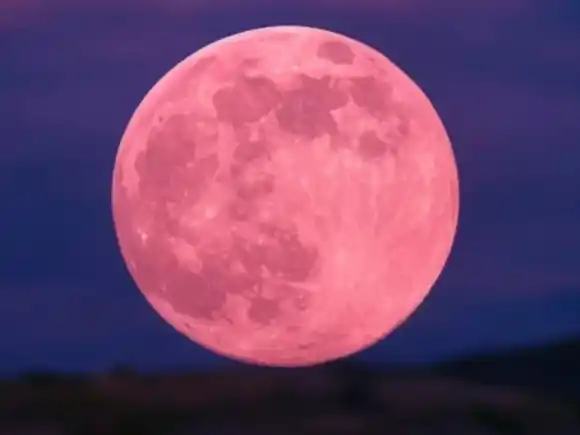 Te entregaré esta flor