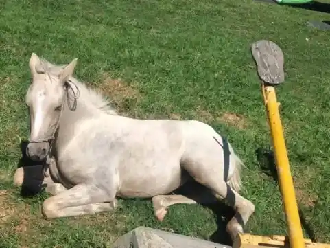 Rescataron un caballo que quedó atrapado en subibaja en San Lorenzo