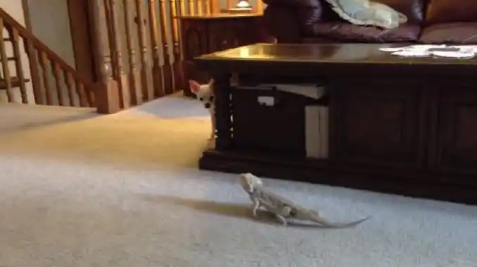 Mirá el video del chihuahua que juega a las escondidas con un pequeño lagarto