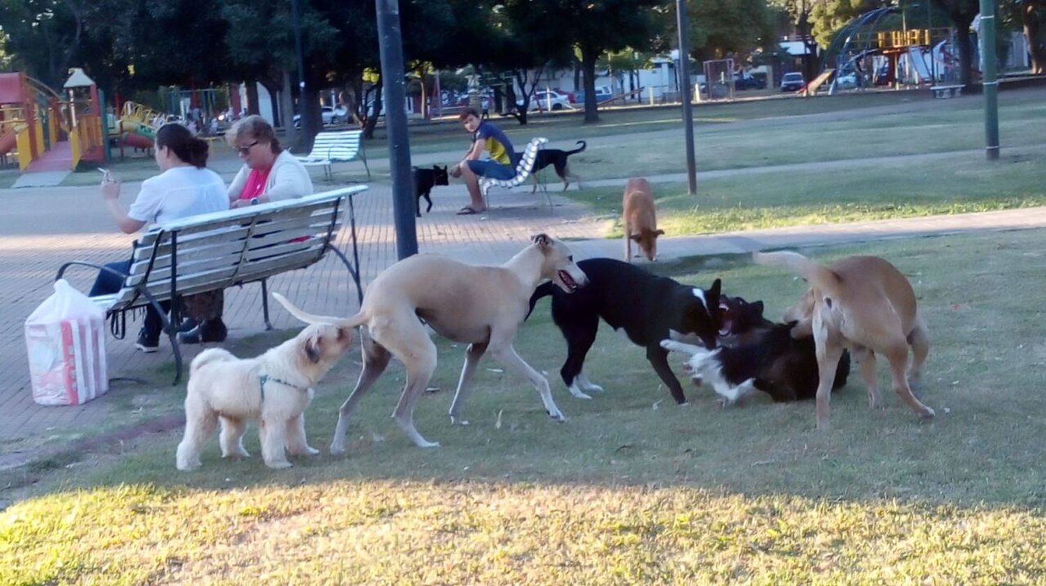 Perros sueltos: en Venado son cada vez más y ponen en riesgo a la comunidad