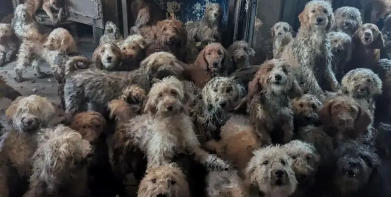 Maltrato animal, cría descontrolada y conmoción internacional: rescataron 250 caniches hacinados en Nottingham