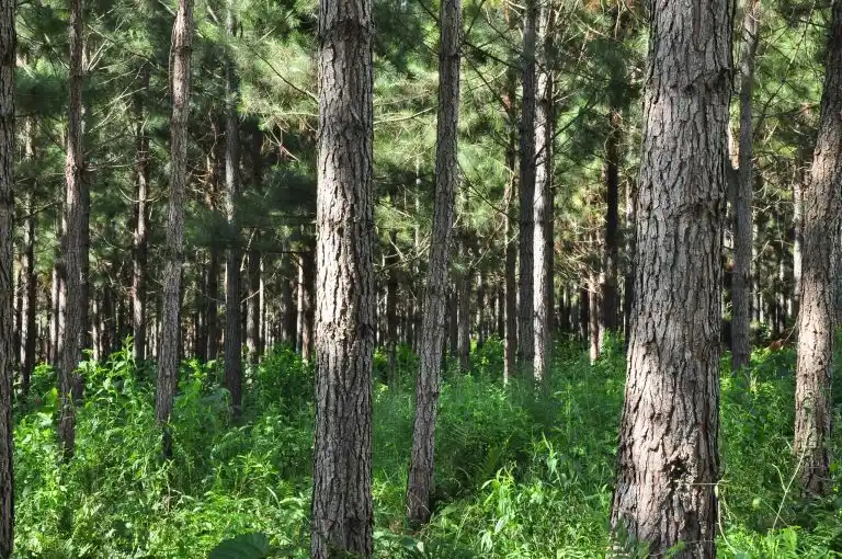 Lanzaron una plataforma para monitorear la evolución de bosques cultivados