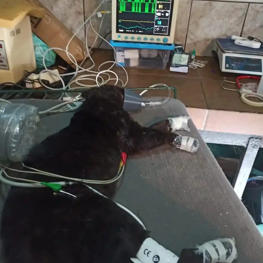 Desde el Centro de Granja Los Pibes rescataron y liberaron un ejemplar de gato montés