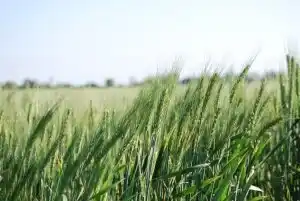 Brasil se acerca a un récord en producción de trigo