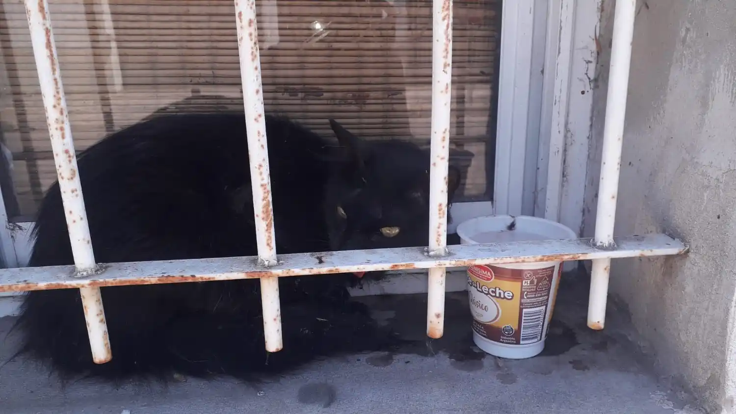 Buscan dueño de este gatito lastimado