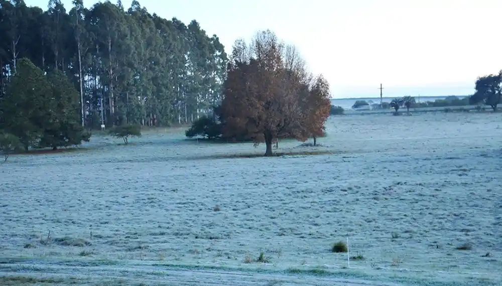 El trigo del sur cordobés en jaque por la falta de agua