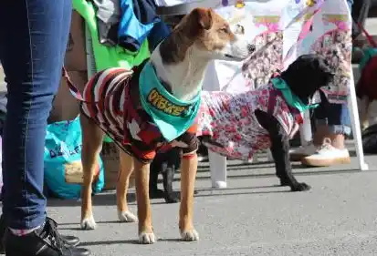 Se realiza hoy un desfile de perros
