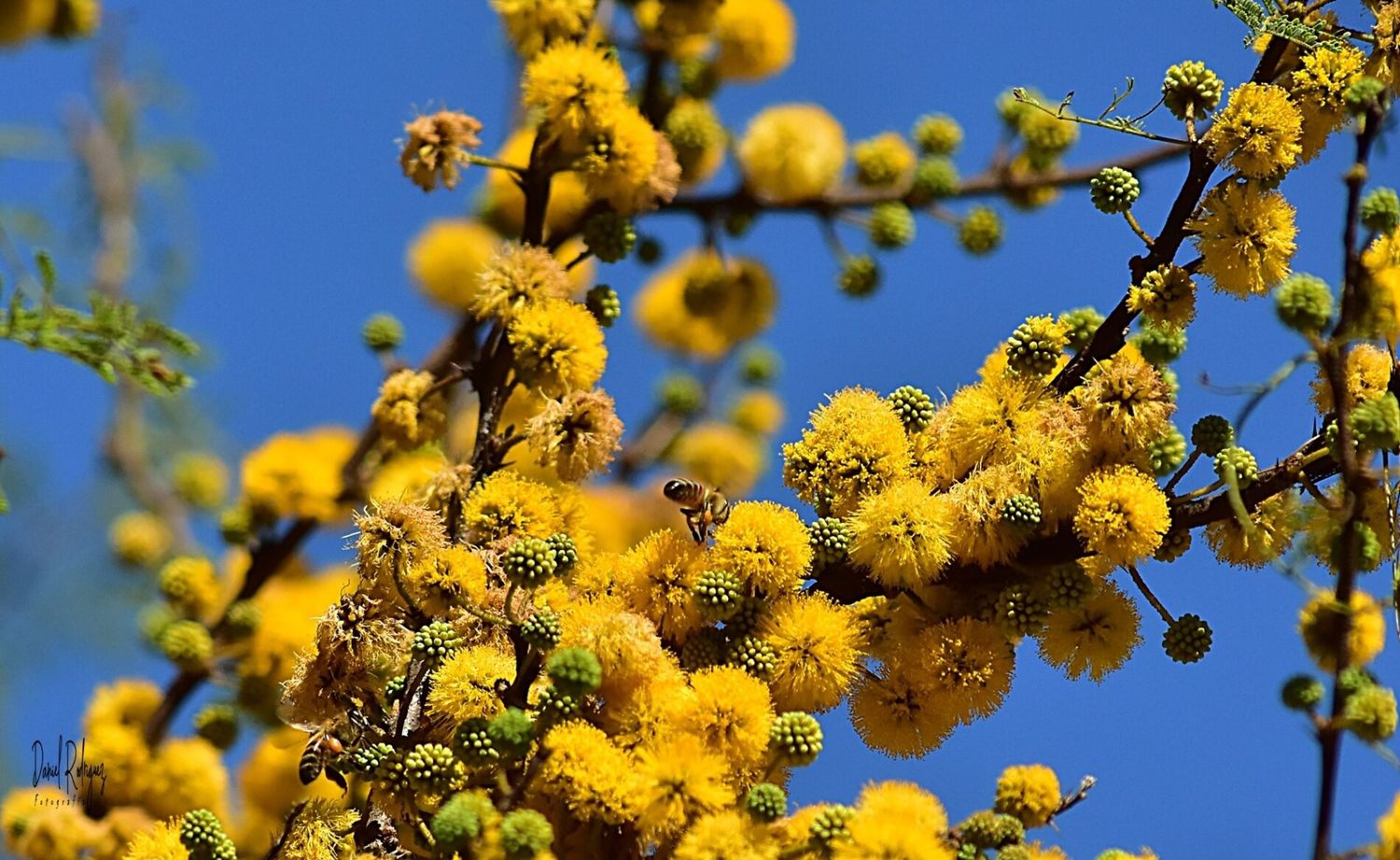 Este 28 de julio se conmemora el Día del Árbol Entrerriano