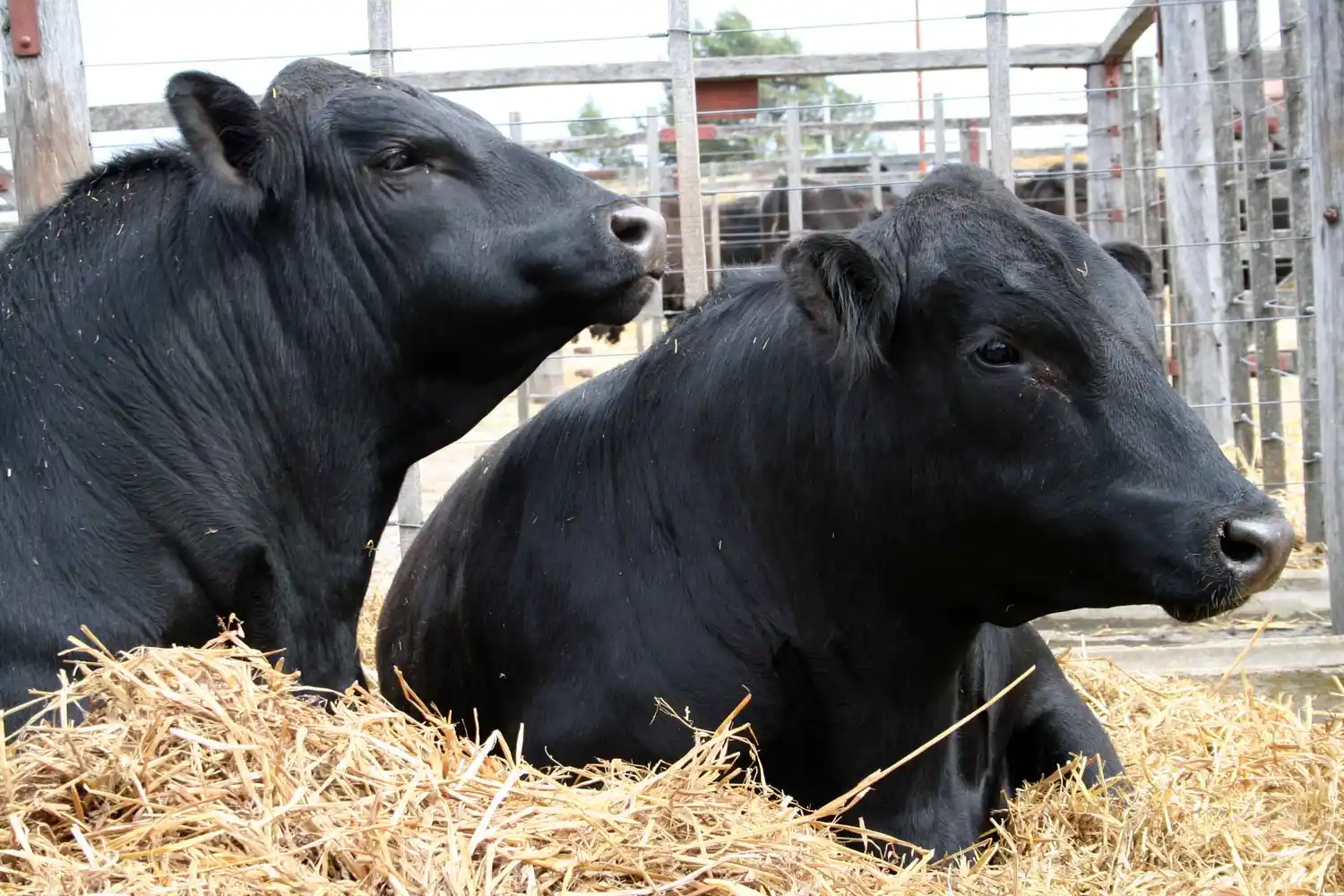 Valores históricos en el mercado de toros