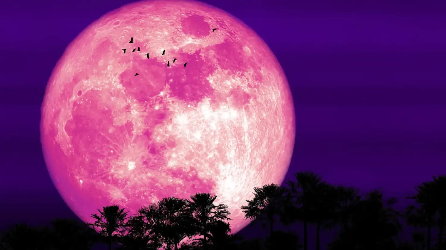 Luna de Fresa: cuándo y a qué hora podrá verse en toda la Argentina
