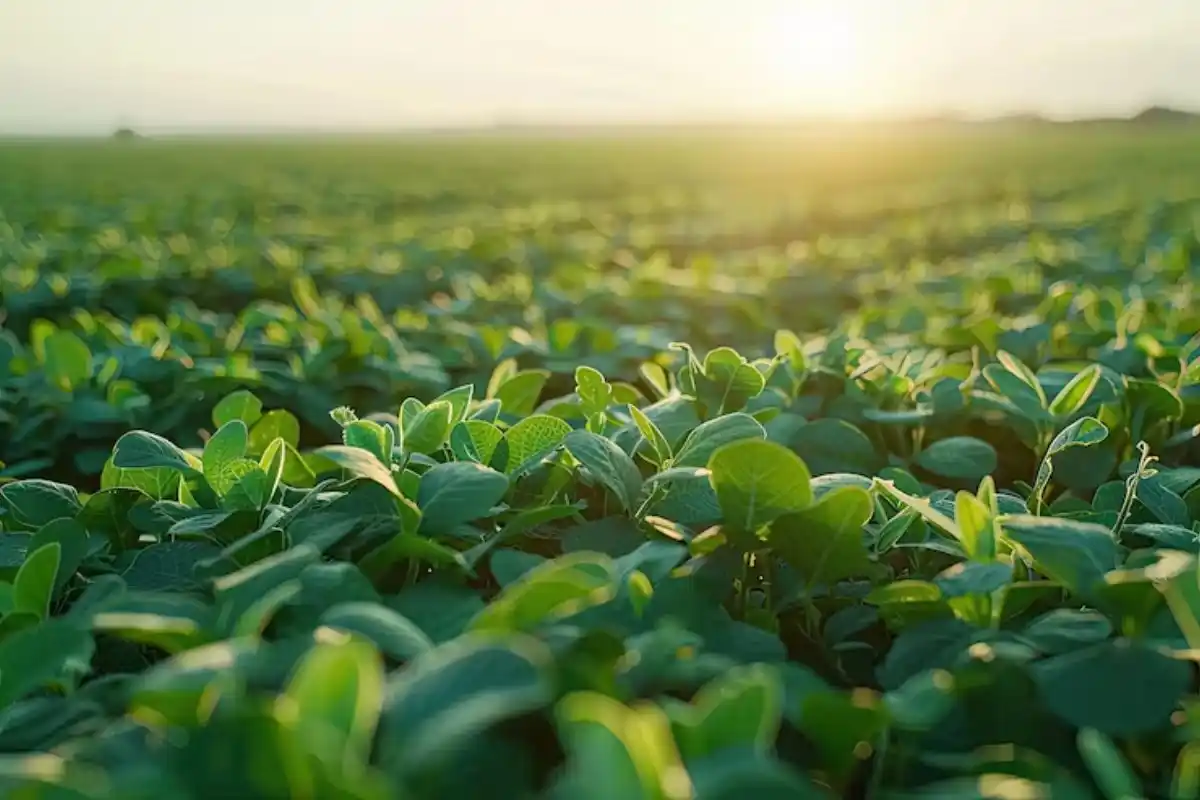 Del 35% de los productores que realizarán inversiones, la gran mayoría lo hará de forma individual (29%).