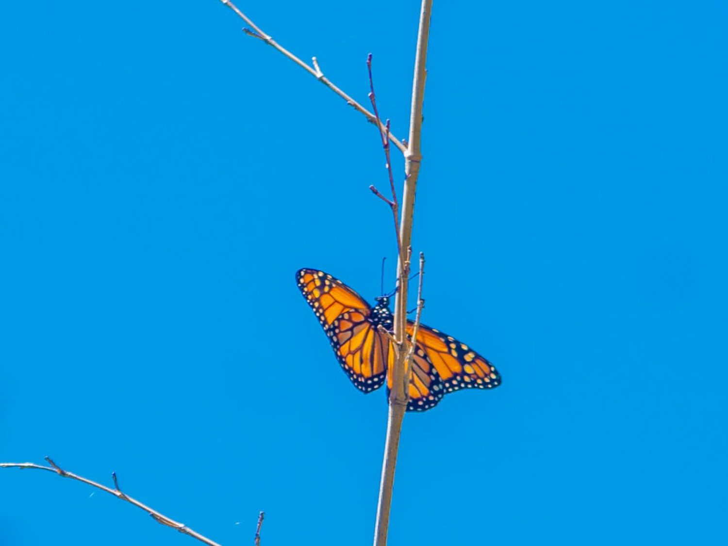 Por qué hay gran cantidad de mariposas en el municipio de San Fernando