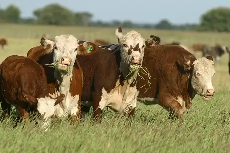 El mercado de futuros de la carne comienza a operar la semana que viene