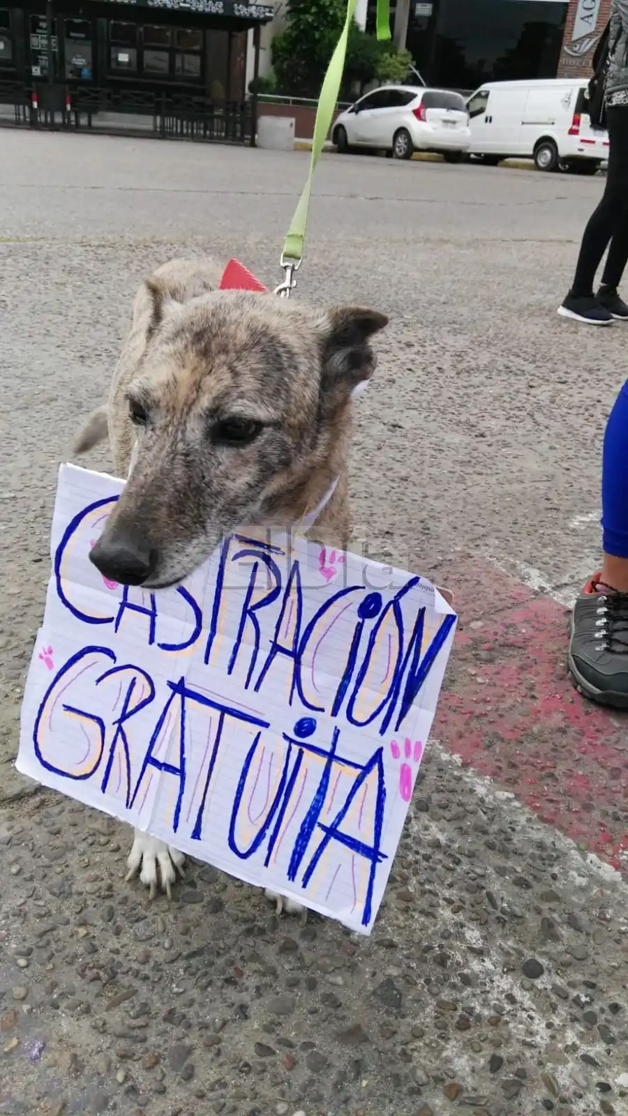 Proteccionistas de la ciudad realizarán un conversatorio para denunciar e informar sobre el freno en castraciones masiva