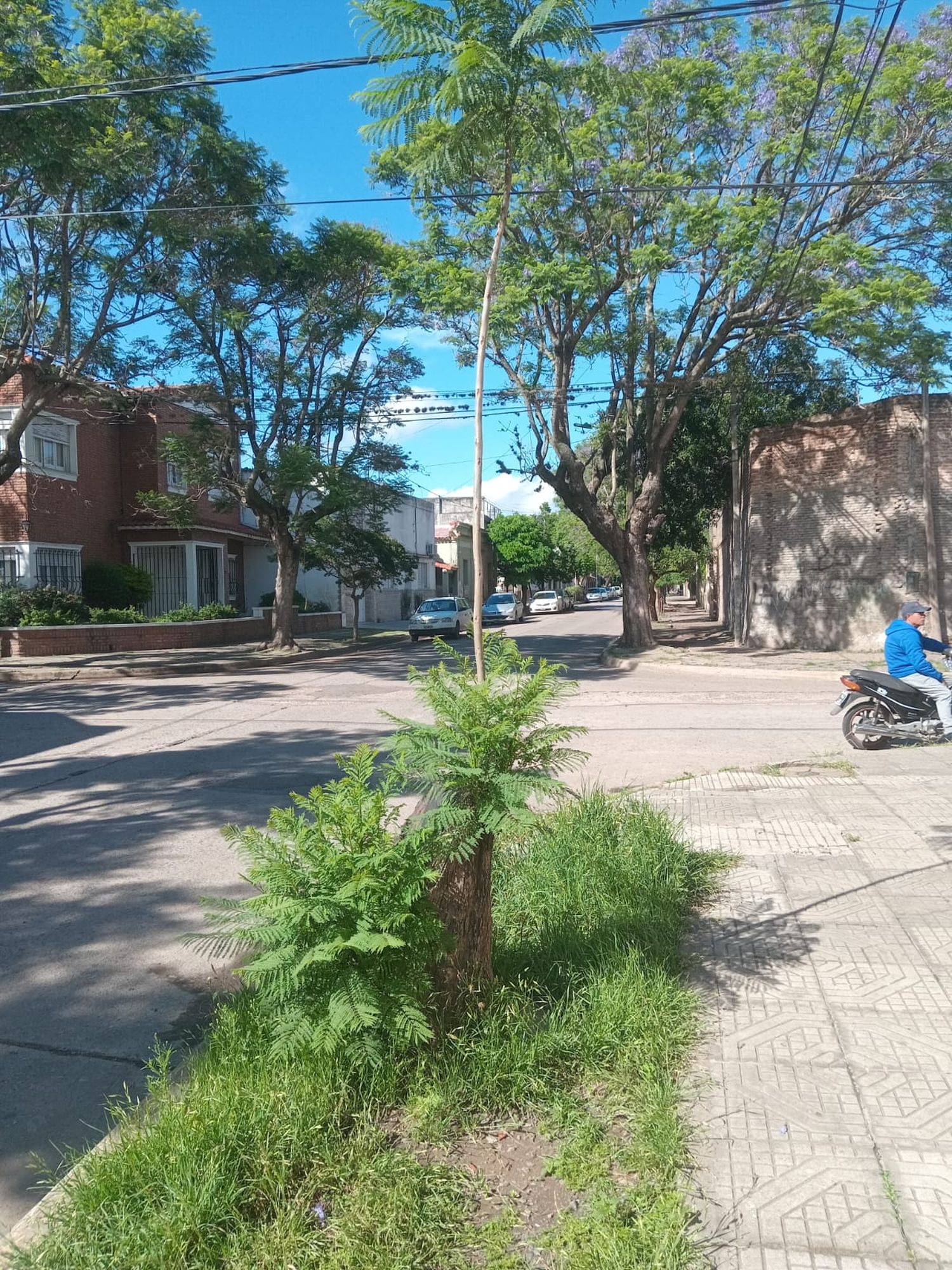 El jacarandá que resiste