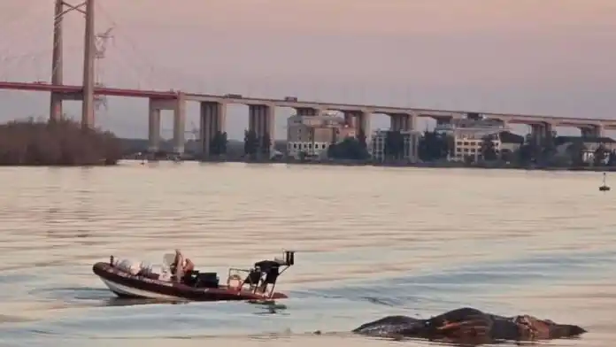 La ballena muerta debajo del puente de Zárate.