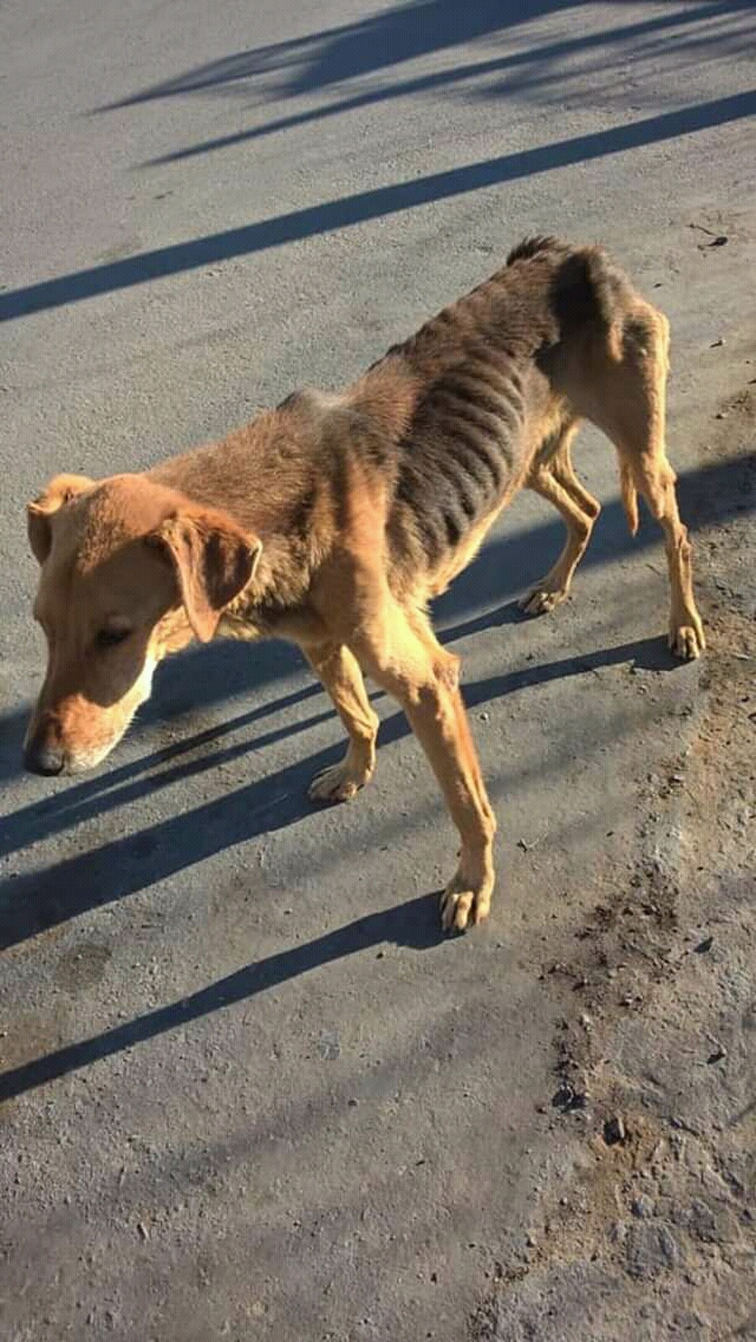 El Movimiento Activista Animal pidió información  sobre el estado de trece denuncias por maltrato