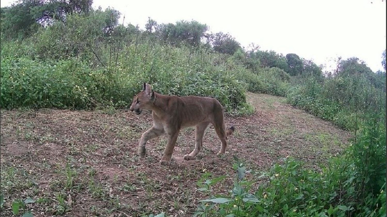 Dieron a conocer el primer registro fotográfico de un puma en el Parque Nacional Islas de Santa Fe