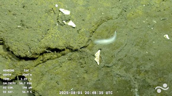 En vivo: seguí la expedición que recorre el fondo del mar frente a Mar del Plata