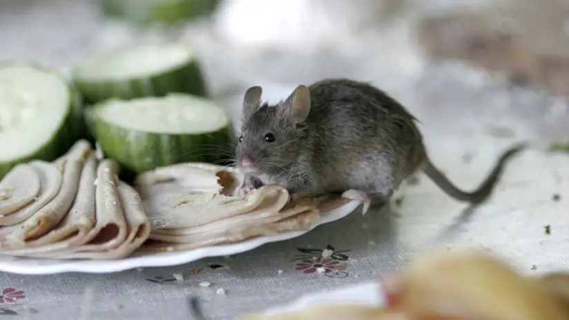 Un ratón "se suicida" en un restaurante de comida rápida ante decenas de clientes