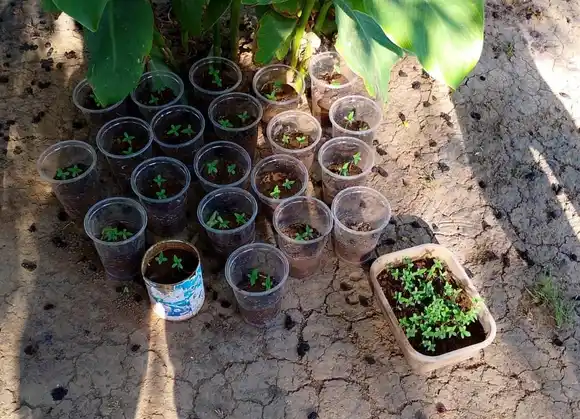 Secuestraron un revólver, marihuana y celulares en un operativo en barrio Mora