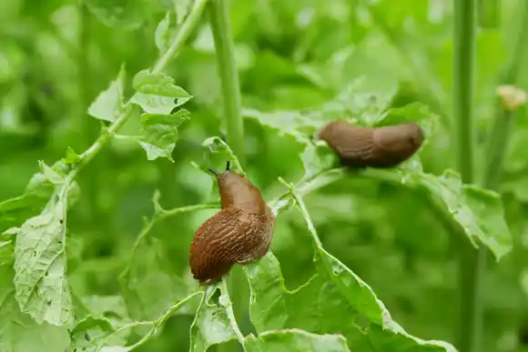El truco definitivo para alejar caracoles y babosas de tu jardín