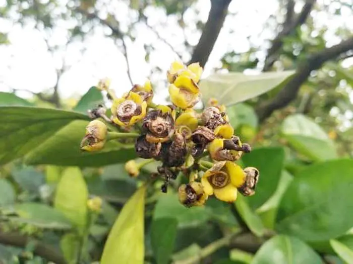 Atención a la caída o  podredumbre de frutos cítricos