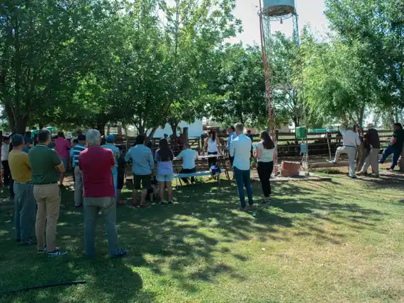 La Municipalidad subastó equinos