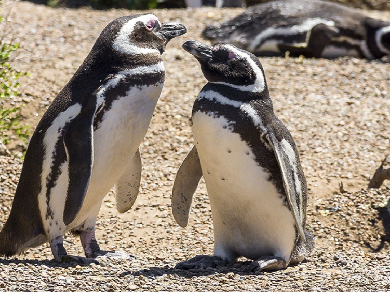 Por el aislamiento hay pingüinos en Miramar, carpinchos en Necochea y ciervos en el delta del Paraná