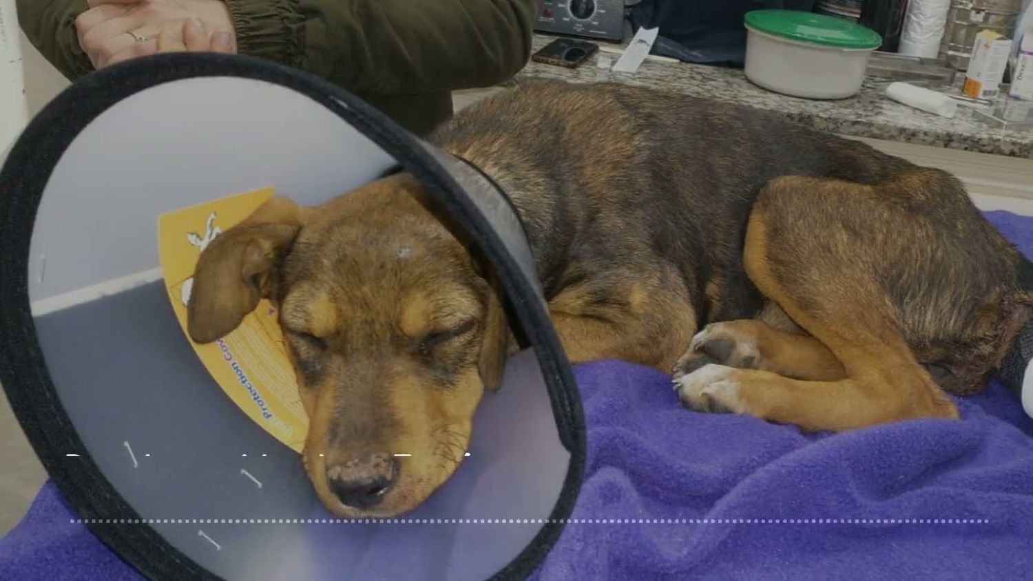“Viola perros”: operan a la perrita hallada en la zona del barrio Independencia