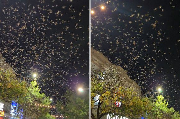 VIDEO | Las golondrinas “coparon” el cielo rafaelino durante la noche, ¿a qué se debe este fenómeno?