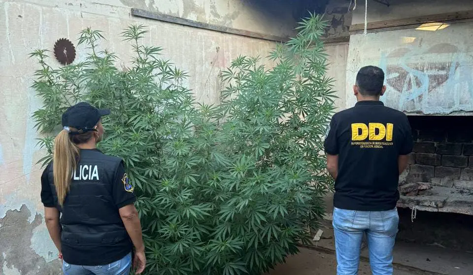 Plantación. De marihuana, secuestrada de un inmueble de calle 572 al 1700