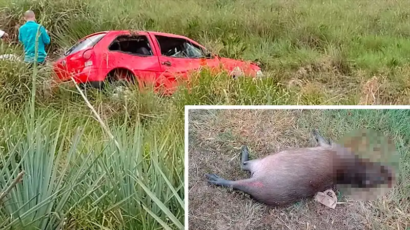 Ruta 12: joven  chocó a un carpincho y luego de un vuelco falleció