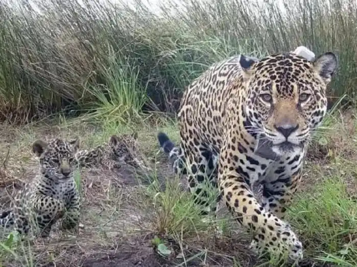 Las crías tendrían entre cinco y seis meses y se desplazaban junto a su madre durante sus recorridos por la selva. gentileza: Geenpeace