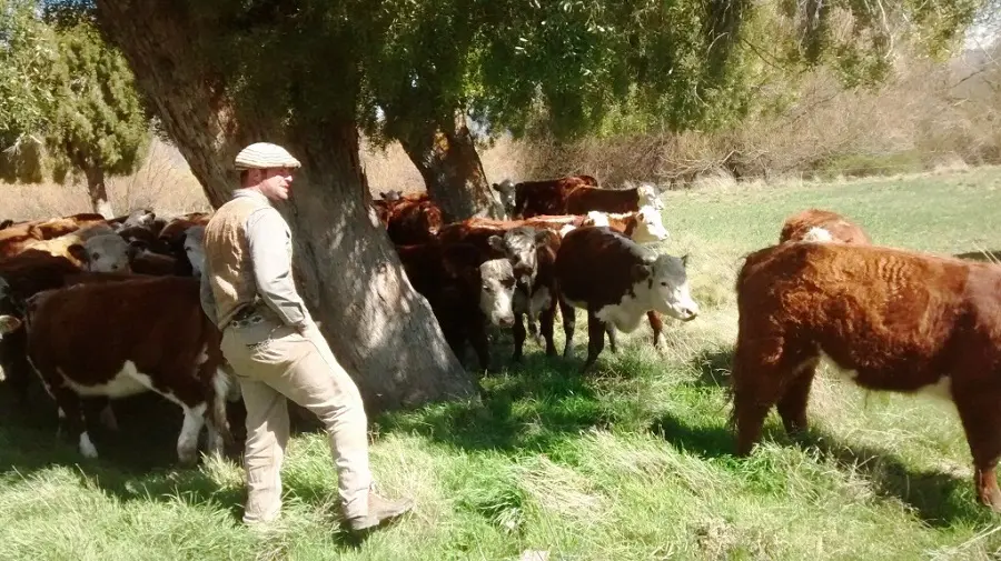 Hay 730 productores ganaderos en el distrito de Necochea