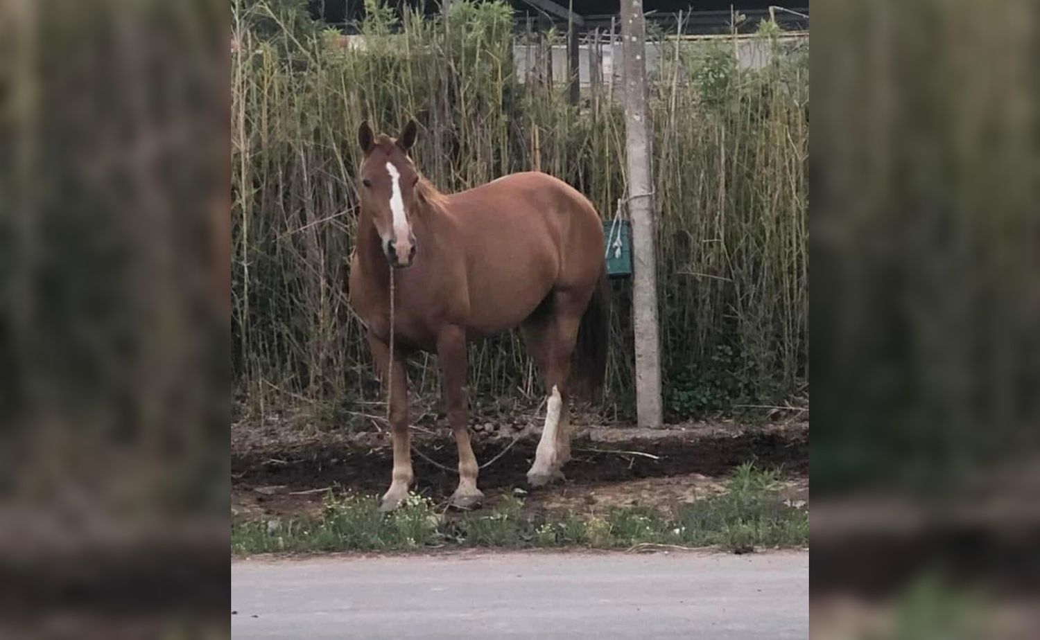 Sigue la búsqueda de la yegua alazana desaparecida