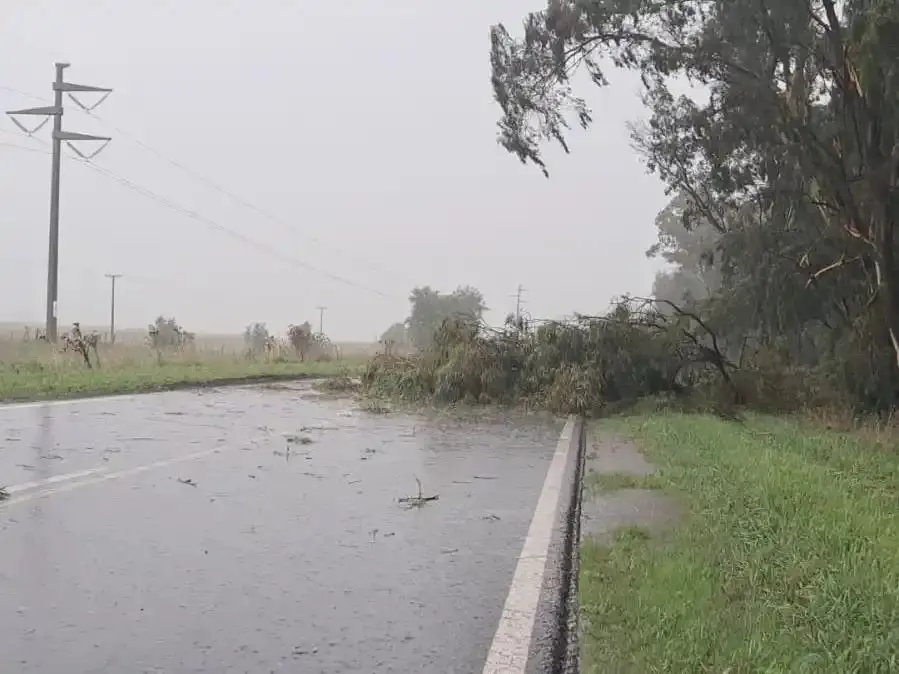 Un árbol cayó sobre la Ruta 88