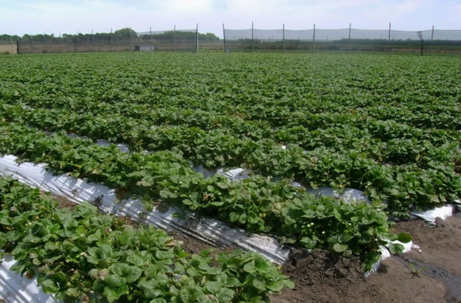 Seguro escuchaste varias veces hablar del cinturón hortícola Marplatense, pero ¿qué es un cinturón hortícola?