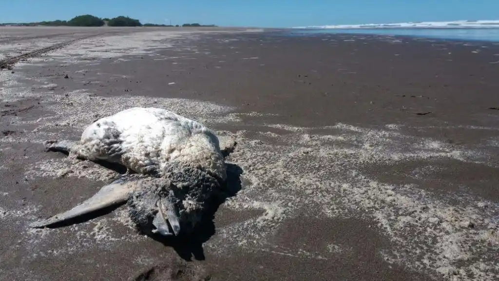 Pingüinos muertos en la costa