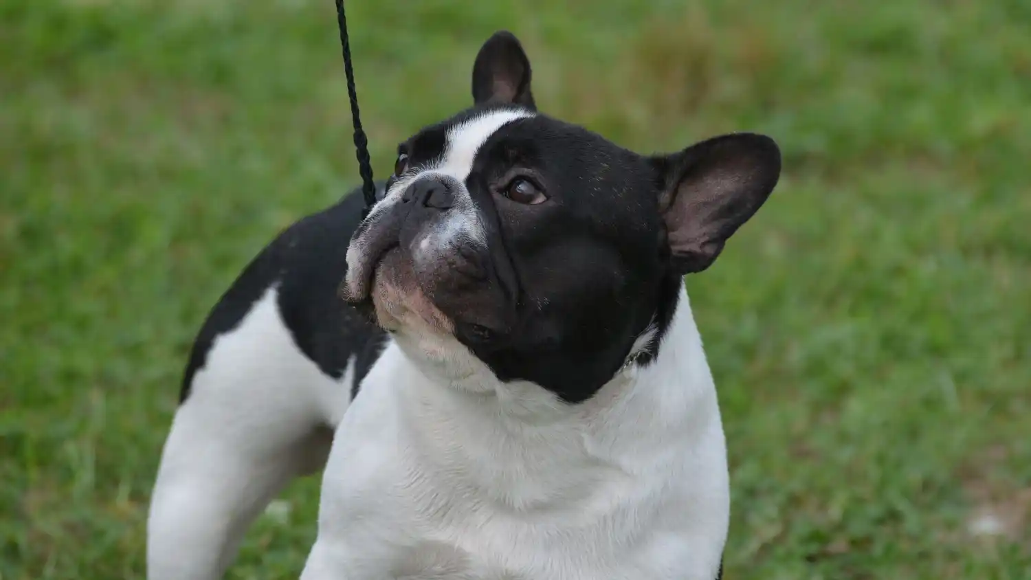 Roberto Ferrero: “Hay que evitar sacar a los animales a la calle entre las 10 de la mañana y las 5 de la tarde”