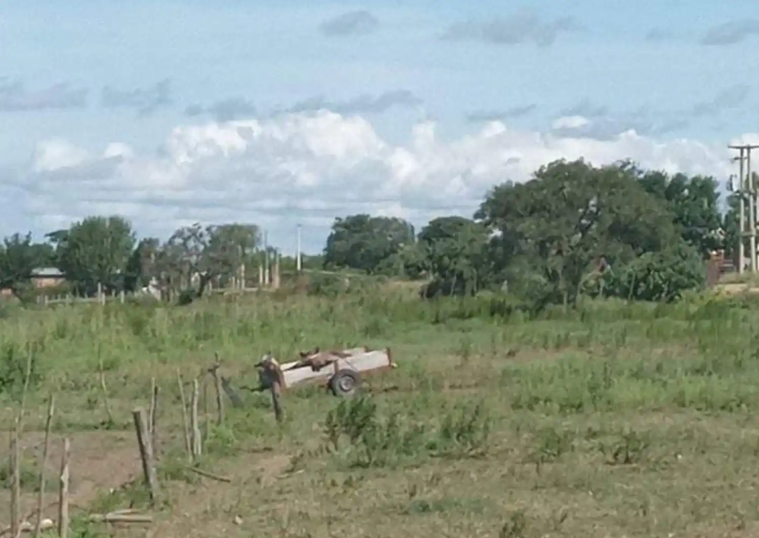 Sacaron al caballo muerto del Barrio Futuro