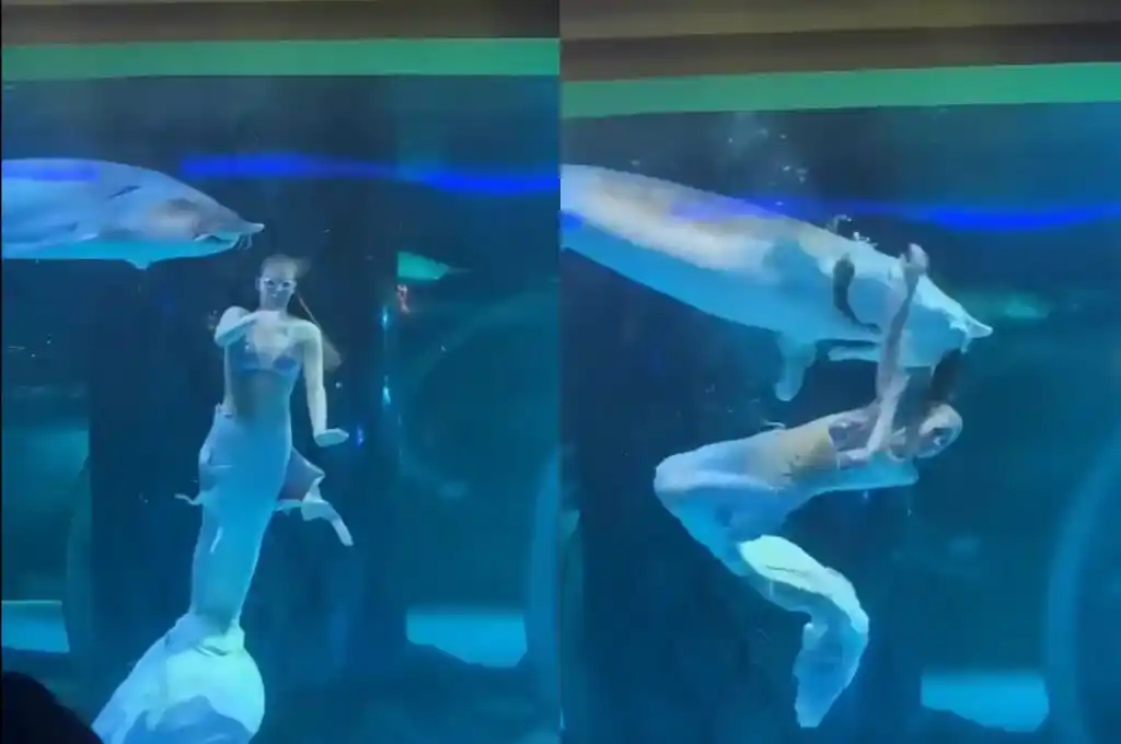 Un pez gigante atacó a una joven en un acuario