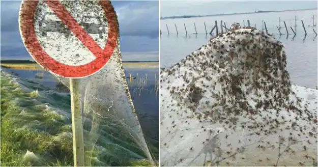 Invasión de arañas en el paraje "El Destino" de Lezama