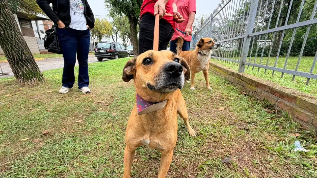 Los vecinos llevaron a sus mascotas.