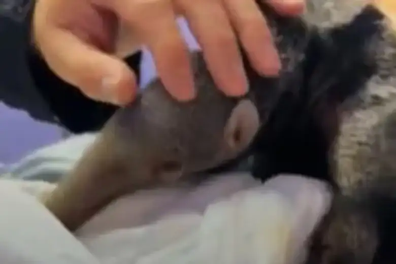 hormiguero bebé - 3